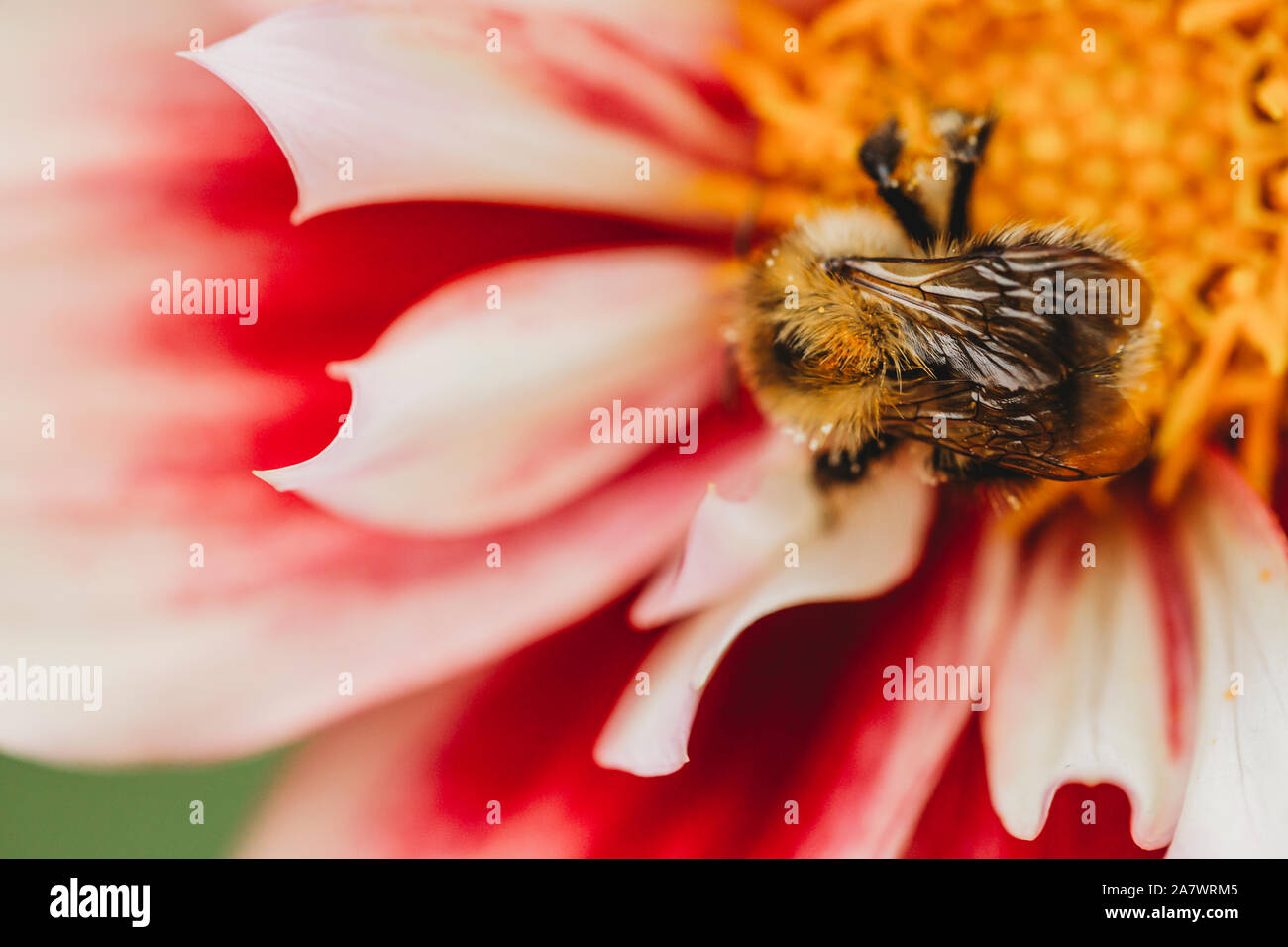 Vue rapprochée d'abeille sur fleur dahlia rose et blanc Banque D'Images