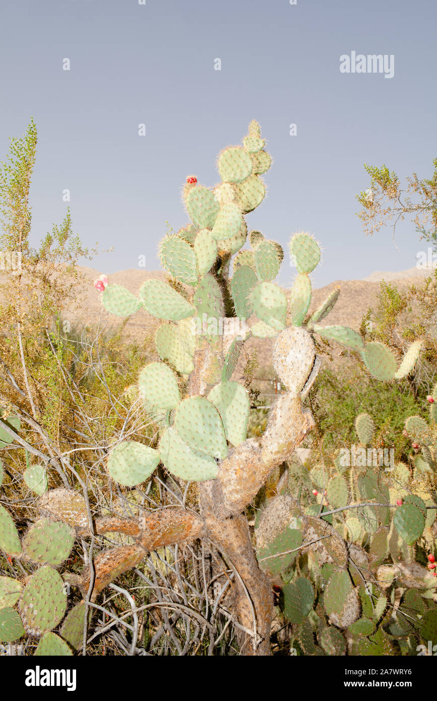 Tall Cactus avec Flash Banque D'Images