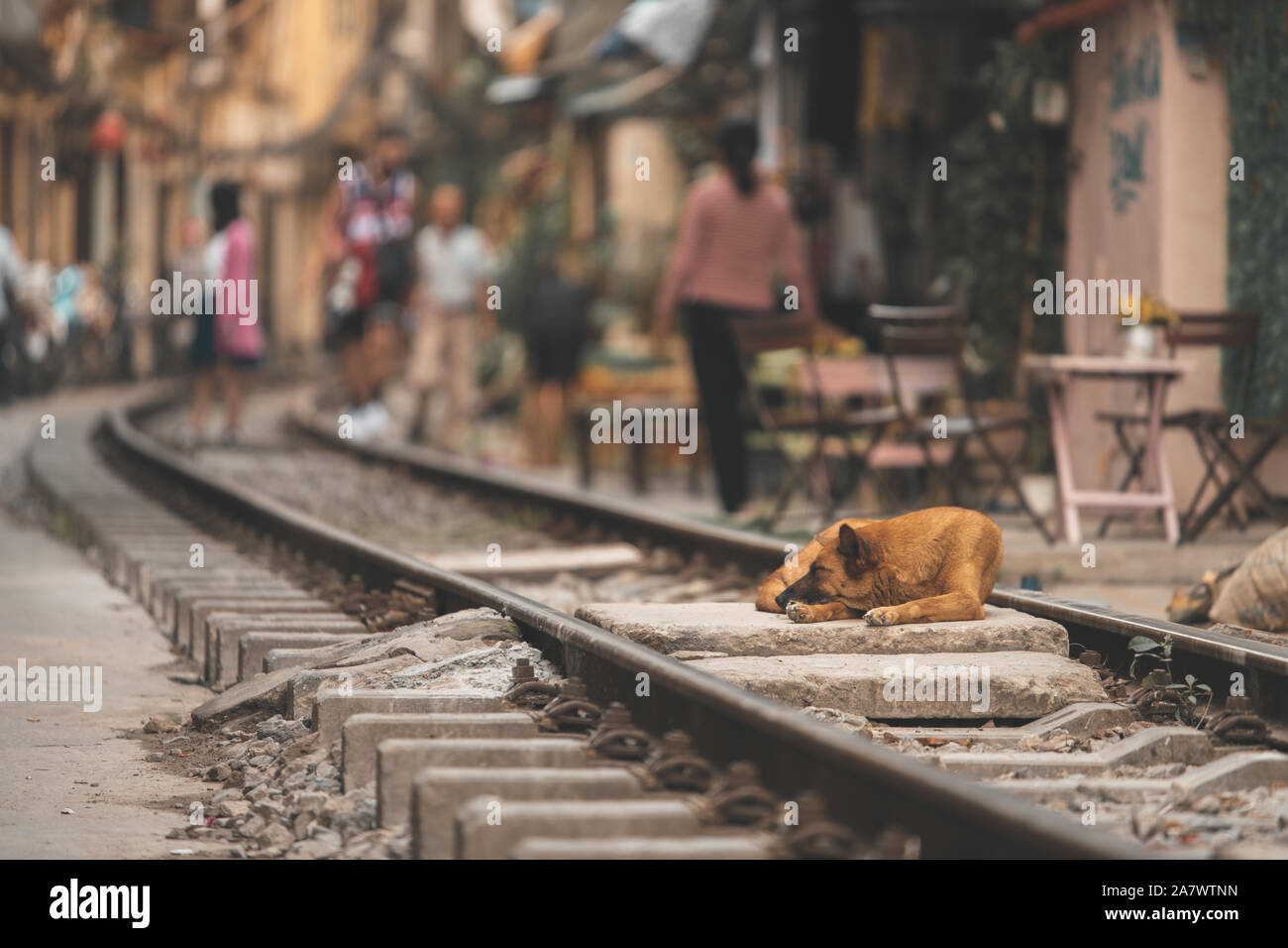 Un chien dort dans le milieu de la voie ferrée sur une chaude journée à la célèbre rue de train à Hanoi, Vietnam Banque D'Images