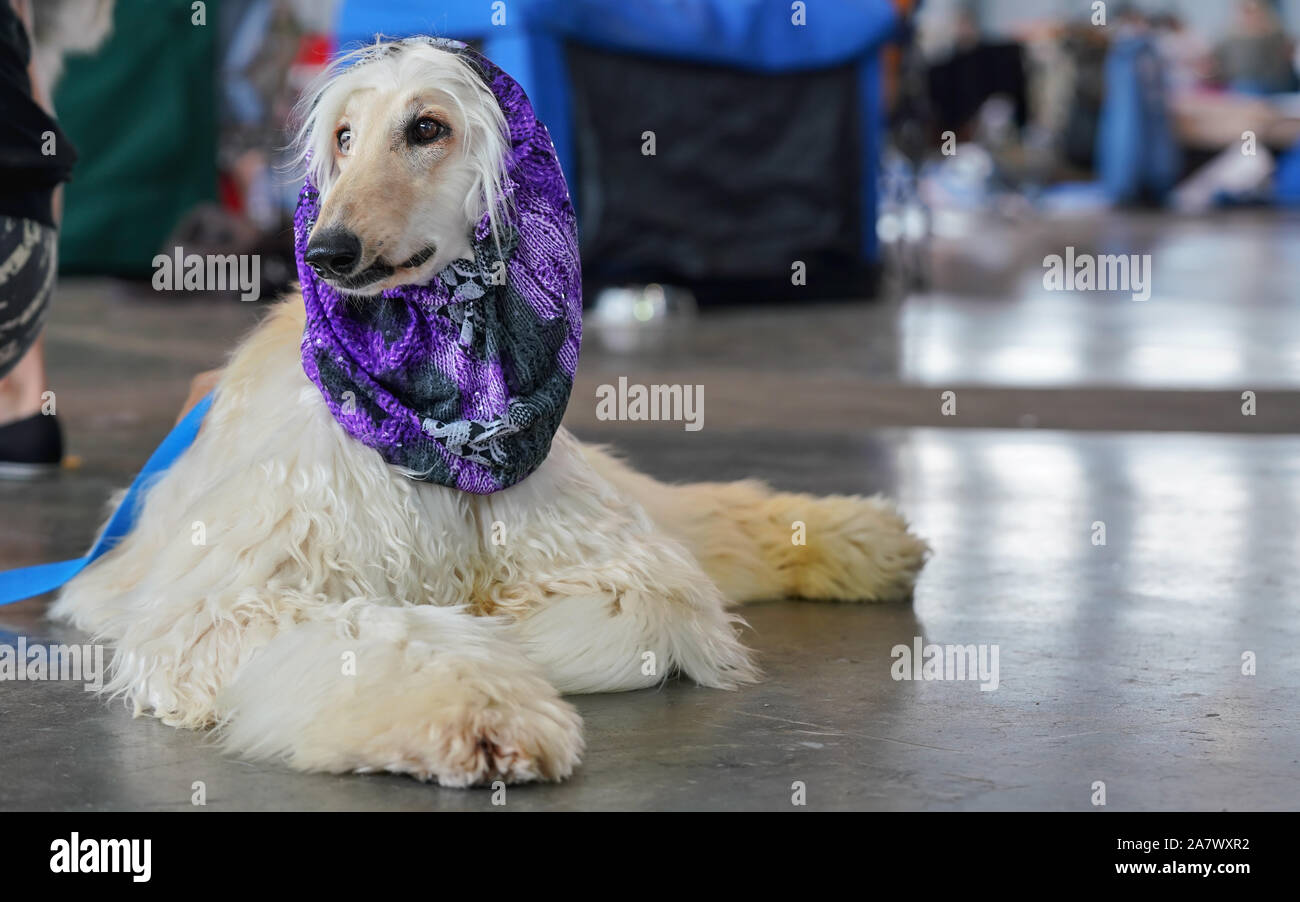 Barzoi russe chien assis sur le plancher, violet foulard sur la tête - prêt et damées au dog show contest Banque D'Images