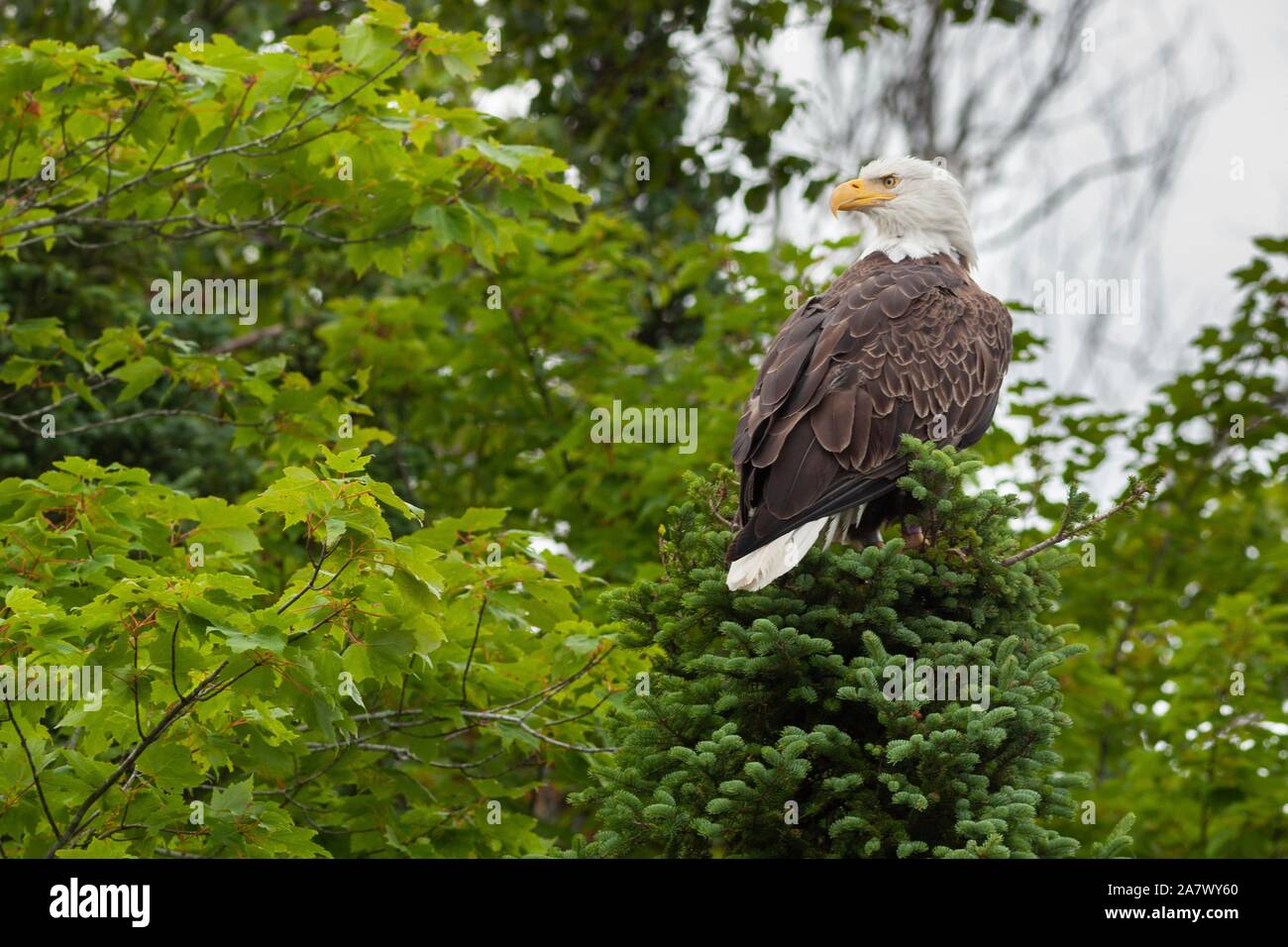 Un pygargue perchée dans un arbre au bord du lac à la truite dans le Northwoods village de Boulder Junction, Wisconsin. Banque D'Images