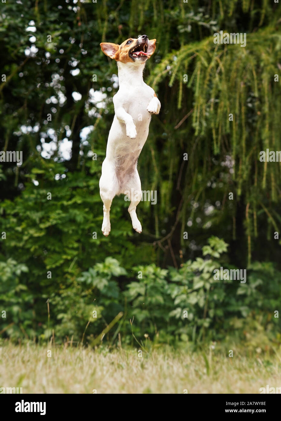 Petit Jack Russell chien sautant vers le haut dans l'air Banque D'Images