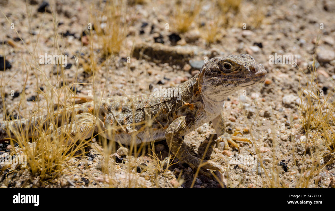 Fringe Mojave-toed lézard dans le désert de Mojave, USA Banque D'Images
