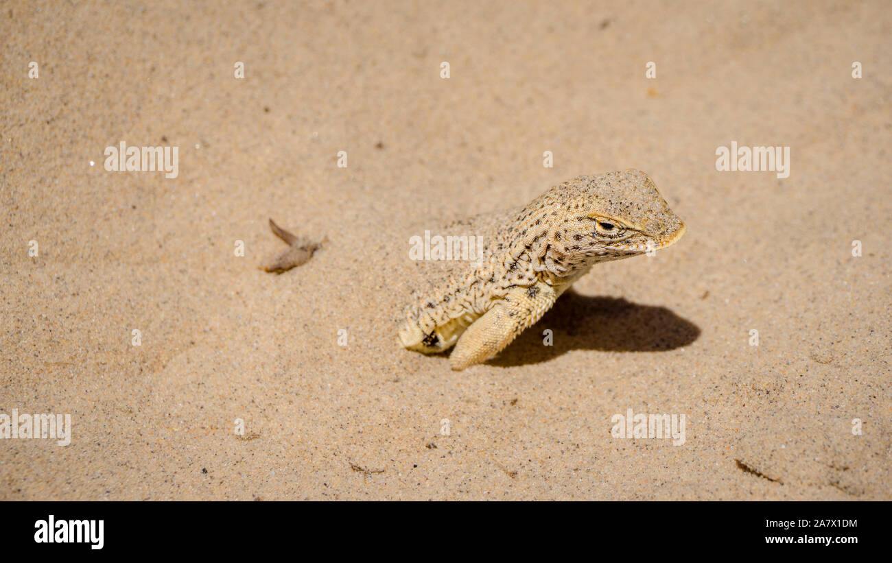 Fringe Mojave-toed lizard couvert de sable dans le désert de Mojave, USA Banque D'Images