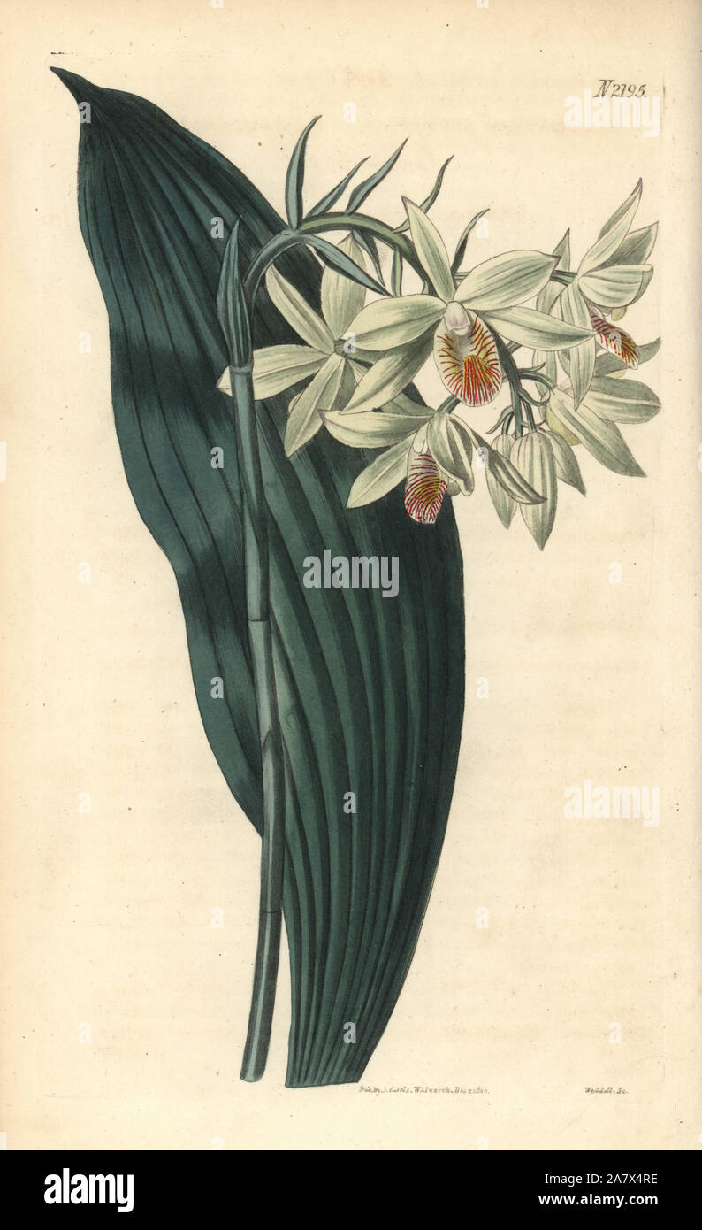 Orchidée rose Shepherd's crook, Geodorum terrestre (de couleur citron, geodorum Geodorum citrinum). La gravure sur cuivre coloriée par Samuel Curtis de Weddell' poursuite de William Curtis' Botanical Magazine, Londres, 1820. Banque D'Images