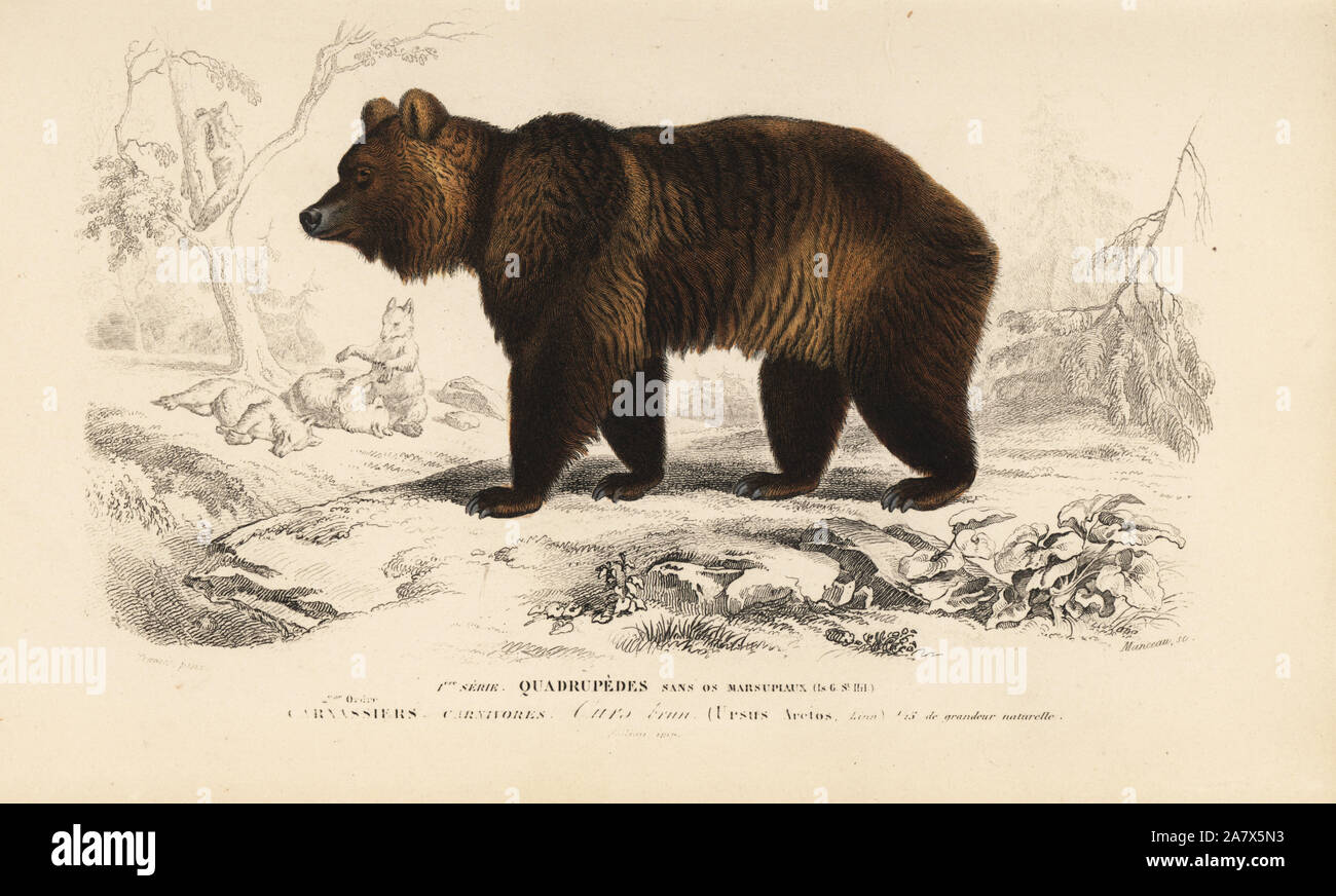 Ours brun, Ursus arctos. Gravure coloriée par Manceau après une illustration par Edouard Travies de Charles d'Orbigny, Dictionnaire Universel d'Histoire Naturelle (Dictionnaire d'Histoire Naturelle), Paris, 1849. Banque D'Images