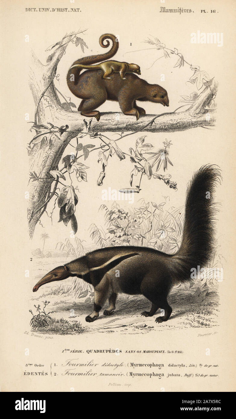 Anteater fourmilier soyeux ou Cyclopes didactylus, pygmée, et fourmilier géant, Myrmecophaga tridactyla (vulnérable). Gravure coloriée par Fournier après une illustration par Edouard Travies de Charles d'Orbigny, Dictionnaire Universel d'Histoire Naturelle (Dictionnaire d'Histoire Naturelle), Paris, 1849. Banque D'Images