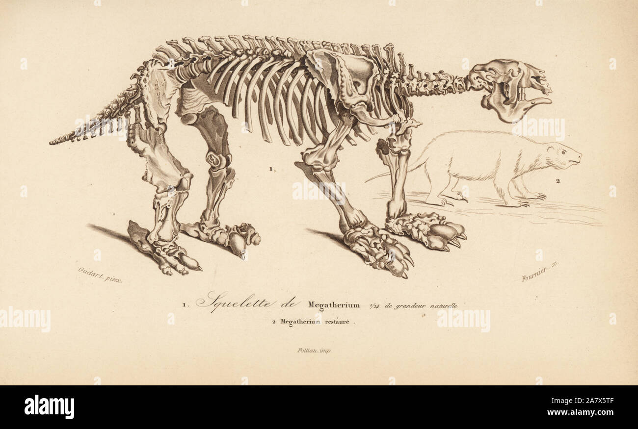Squelette d'un megatherium, éteint paresseux marcheur géant, et la reconstruction de l'animal. Gravure par Fournier après une illustration par Oudart de Charles d'Orbigny, Dictionnaire Universel d'Histoire Naturelle (Dictionnaire d'Histoire Naturelle), Paris, 1849. Banque D'Images