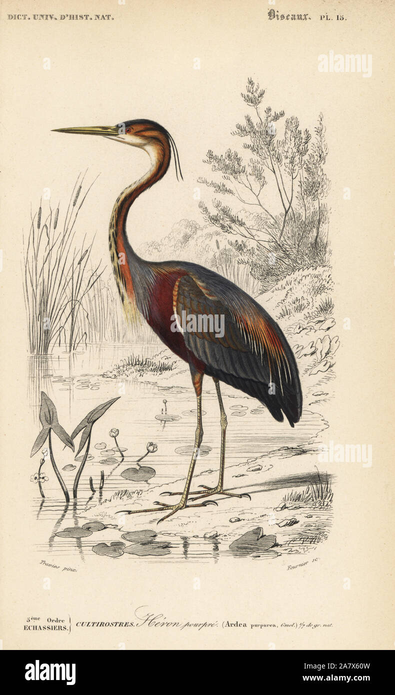 Héron pourpré Ardea purpurea. Gravure coloriée par Fournier après une illustration par Edouard Travies de Charles d'Orbigny, Dictionnaire Universel d'Histoire Naturelle (Dictionnaire d'Histoire Naturelle), Paris, 1849. Banque D'Images