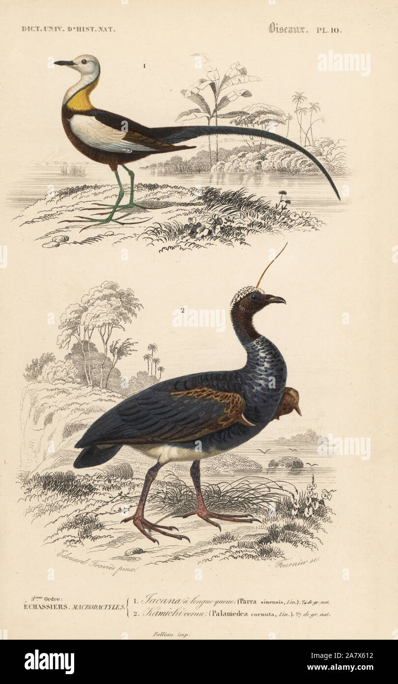 Pheasant-tailed jacana, Hydrophasianus chirurgus, cornes et screamer, Anhima cornuta. Gravure coloriée par Fournier après une illustration par Edouard Travies de Charles d'Orbigny, Dictionnaire Universel d'Histoire Naturelle (Dictionnaire d'Histoire Naturelle), Paris, 1849. Banque D'Images