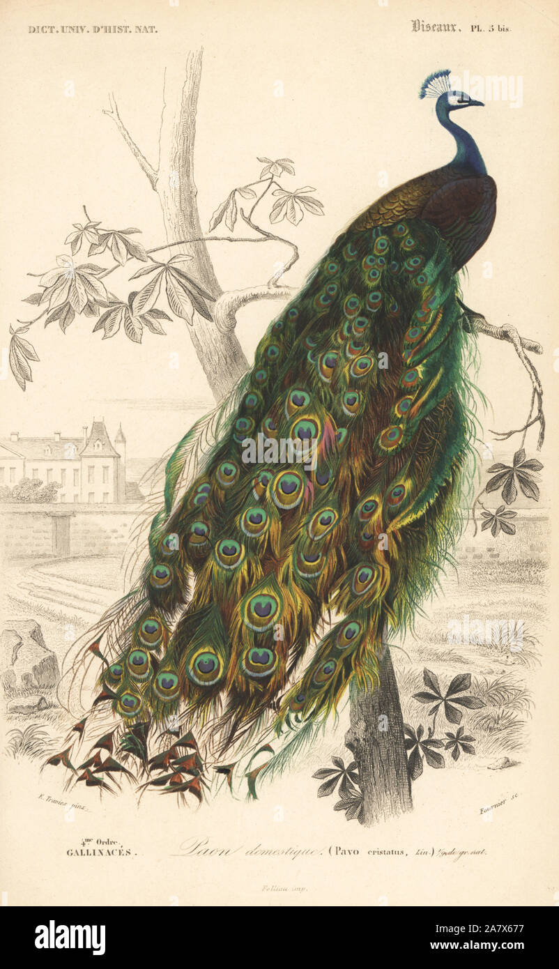 Pavo cristatus, paons indiens. Gravure coloriée par Fournier après une illustration par Edouard Travies de Charles d'Orbigny, Dictionnaire Universel d'Histoire Naturelle (Dictionnaire d'Histoire Naturelle), Paris, 1849. Banque D'Images