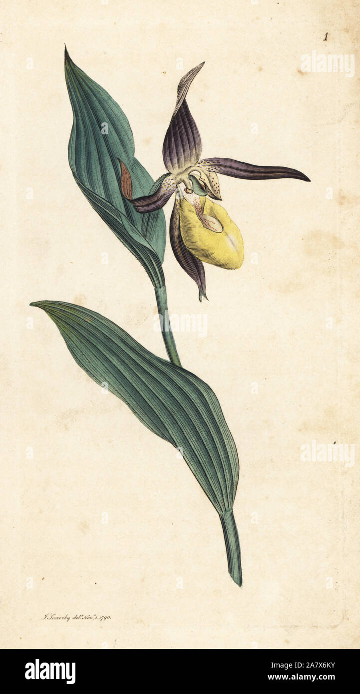 Lady's Slipper orchid, Cypripedium calceolus. La gravure sur cuivre coloriée après une illustration par James Sowerby de James Smith's English Botany, Londres, 1790. Banque D'Images