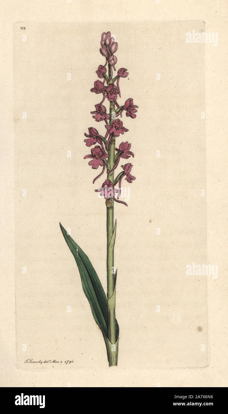 Orchidée parfumée, Gymnadenia conopsea (Orchis conopsea orchis, aromatiques). La gravure sur cuivre coloriée après une illustration par James Sowerby de James Smith's English Botany, Londres, 1791. Banque D'Images