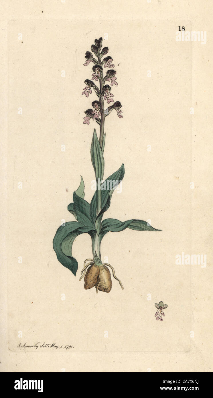 Holocauste astuce orchid, Neotinea ustulata orchis nain (Orchis ustulata,). La gravure sur cuivre coloriée après une illustration par James Sowerby de James Smith's English Botany, Londres, 1791. Banque D'Images