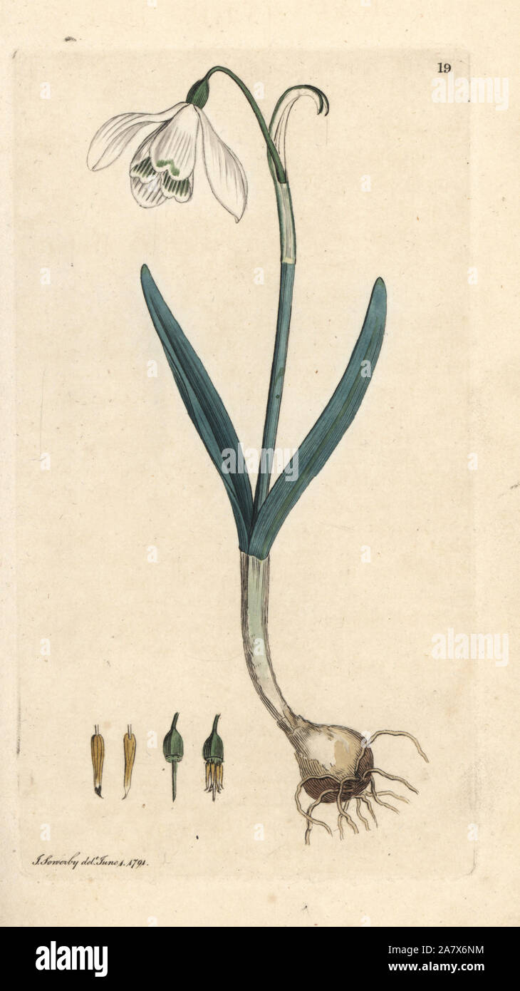 Snowdrop, Galanthus nivalis. La gravure sur cuivre coloriée après une illustration par James Sowerby de James Smith's English Botany, Londres, 1791. Banque D'Images