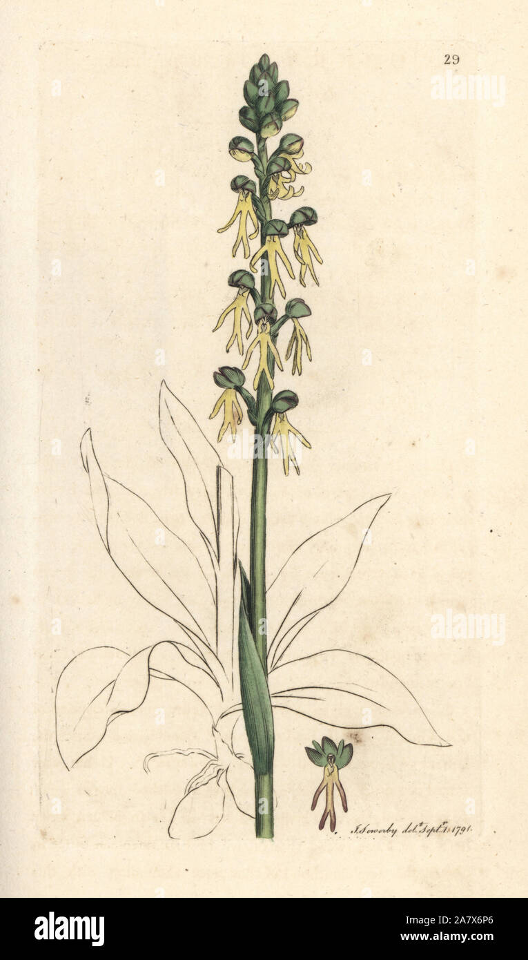 Orchidée Orchis anthropophora homme, (homme vert orchis, Ophrys anthropophora). La gravure sur cuivre coloriée après une illustration par James Sowerby de James Smith's English Botany, Londres, 1791. Banque D'Images