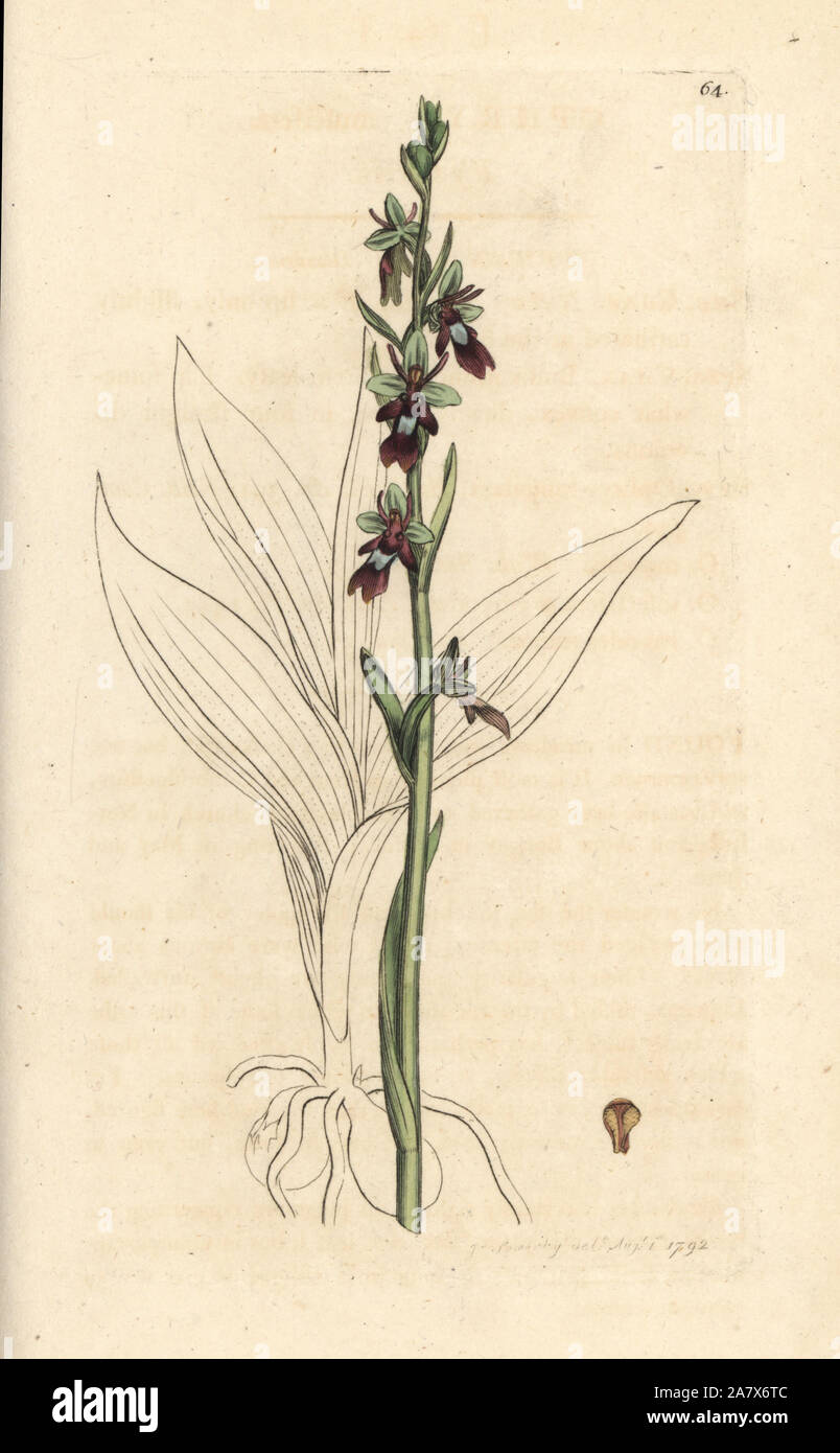 Ophrys insectifera, orchidée mouche (Fly orchis, Ophrys muscifera). La gravure sur cuivre coloriée après une illustration par James Sowerby de James Smith's English Botany, Londres, 1792. Banque D'Images