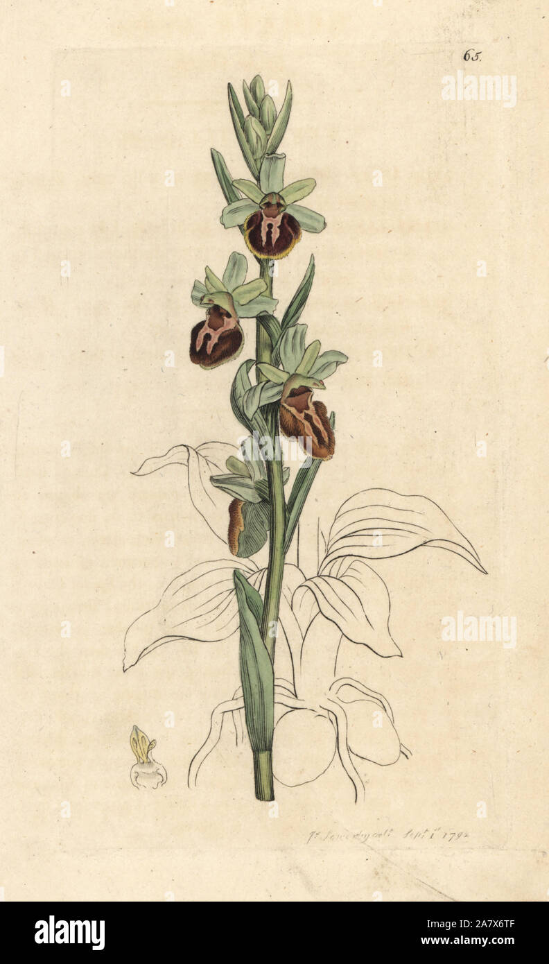 L'orchidée araignée, Ophrys sphegodes (orchis, Ophrys aranifera araignée). La gravure sur cuivre coloriée après une illustration par James Sowerby de James Smith's English Botany, Londres, 1792. Banque D'Images
