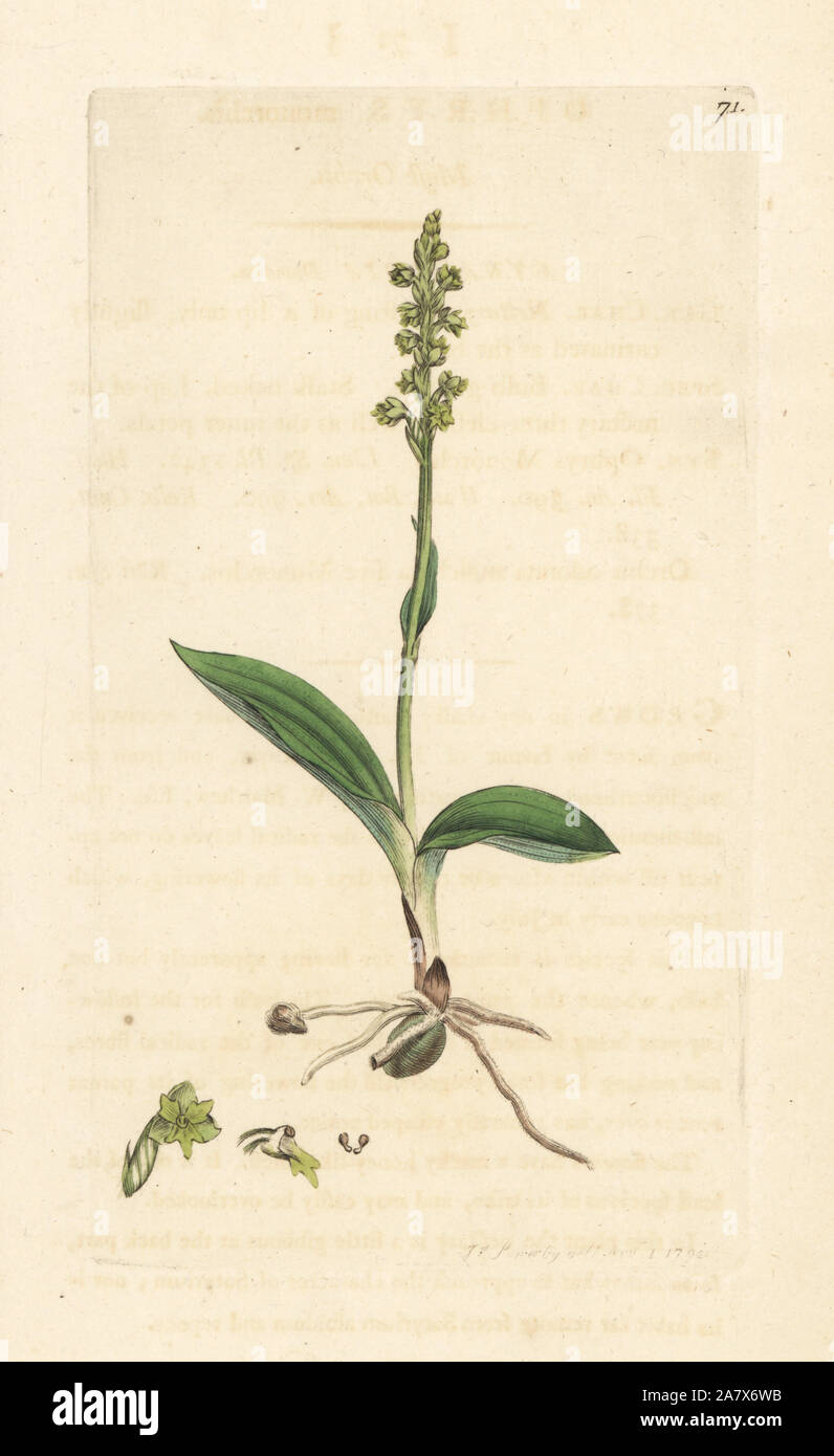 Musc Herminium monorchis, orchid (Ophrys, orchis Musc monorchis). La gravure sur cuivre coloriée après une illustration par James Sowerby de James Smith's English Botany, Londres, 1792. Banque D'Images