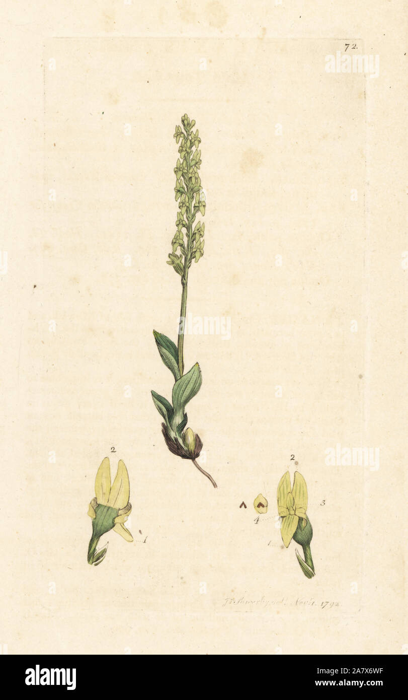 Bog orchid, Hammarbya paludosa (Marsh tway, Malaxis paludosa à lame). La gravure sur cuivre coloriée après une illustration par James Sowerby de James Smith's English Botany, Londres, 1792. Banque D'Images