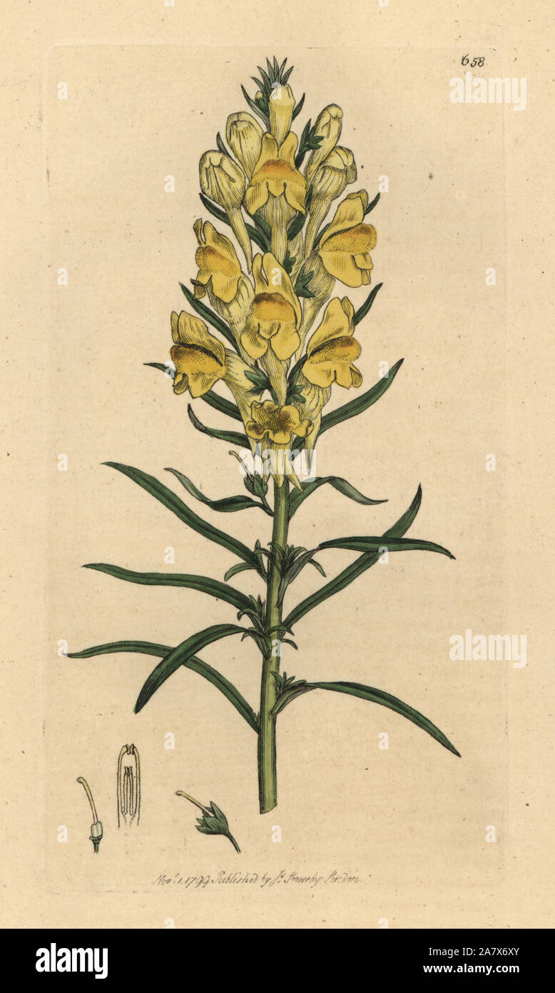 Crapaud jaune-lin, Linaria vulgaris Antirrhinum (Linaria). Coloriée à la gravure sur cuivre d'après un dessin de James Sowerby pour James Smith's English botanique, 1799. Banque D'Images