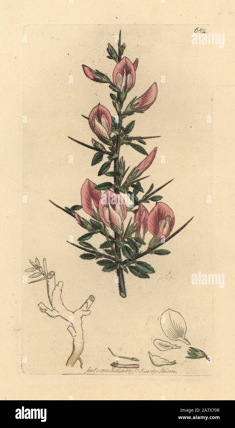 L'restharrow Ononis spinosa subsp. hircina, Repos (harrow, Ononis arvensis). Coloriée à la gravure sur cuivre d'après un dessin de James Sowerby pour James Smith's English botanique, 1800. Banque D'Images