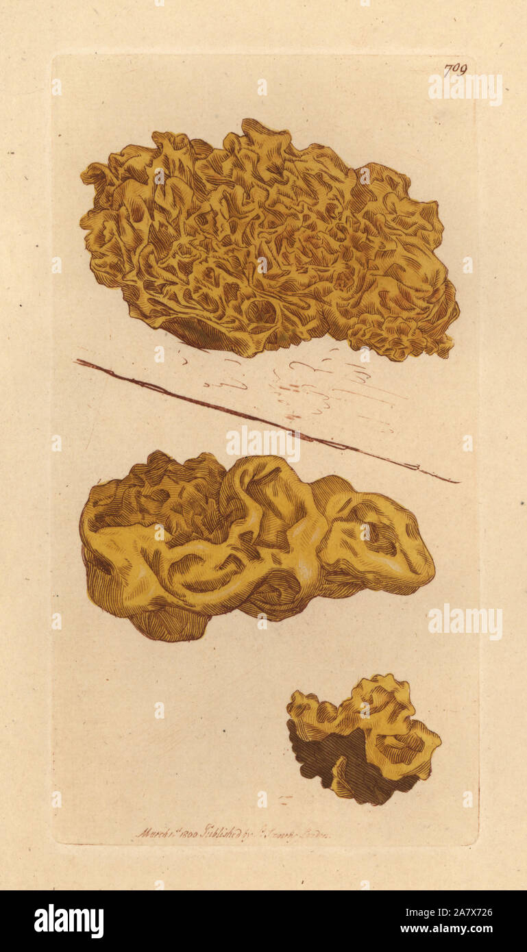Tremella jaune tressés, Tremella mesenterica. Coloriée à la gravure sur cuivre d'après un dessin de James Sowerby pour James Smith's English botanique, 1800. Banque D'Images