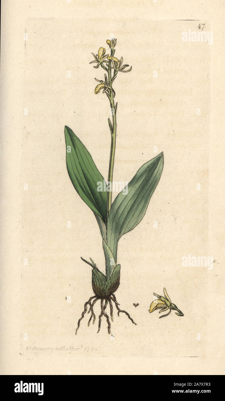 Orchidée Liparis loeselii Fen, Nain (ophrys, Ophrys loeselii). La gravure sur cuivre coloriée après une illustration par James Sowerby de James Smith's English Botany, Londres, 1792. Banque D'Images