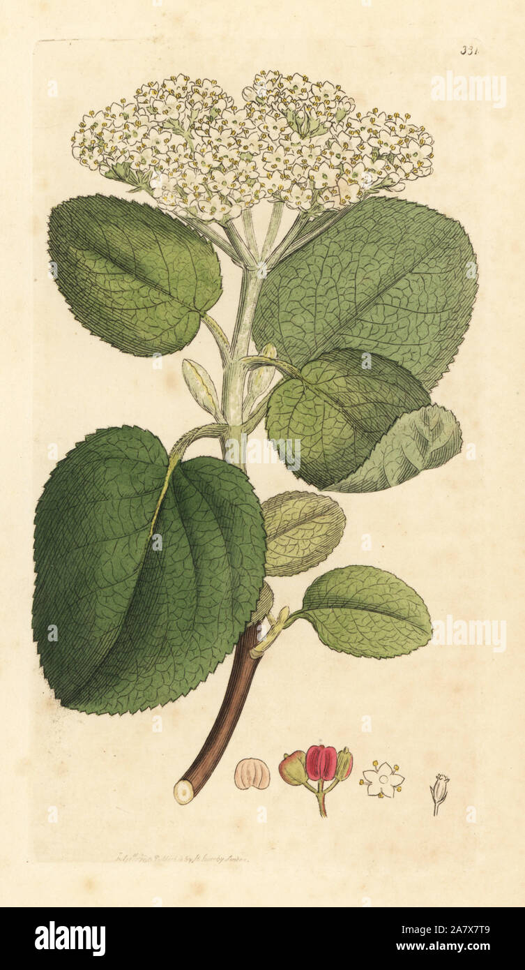 Les monts Mealy guelder rose ou wayfaring tree, Viburnum lantana. Coloriée à la gravure sur cuivre d'après un dessin de James Sowerby pour James Smith's English botanique, 1795. Banque D'Images
