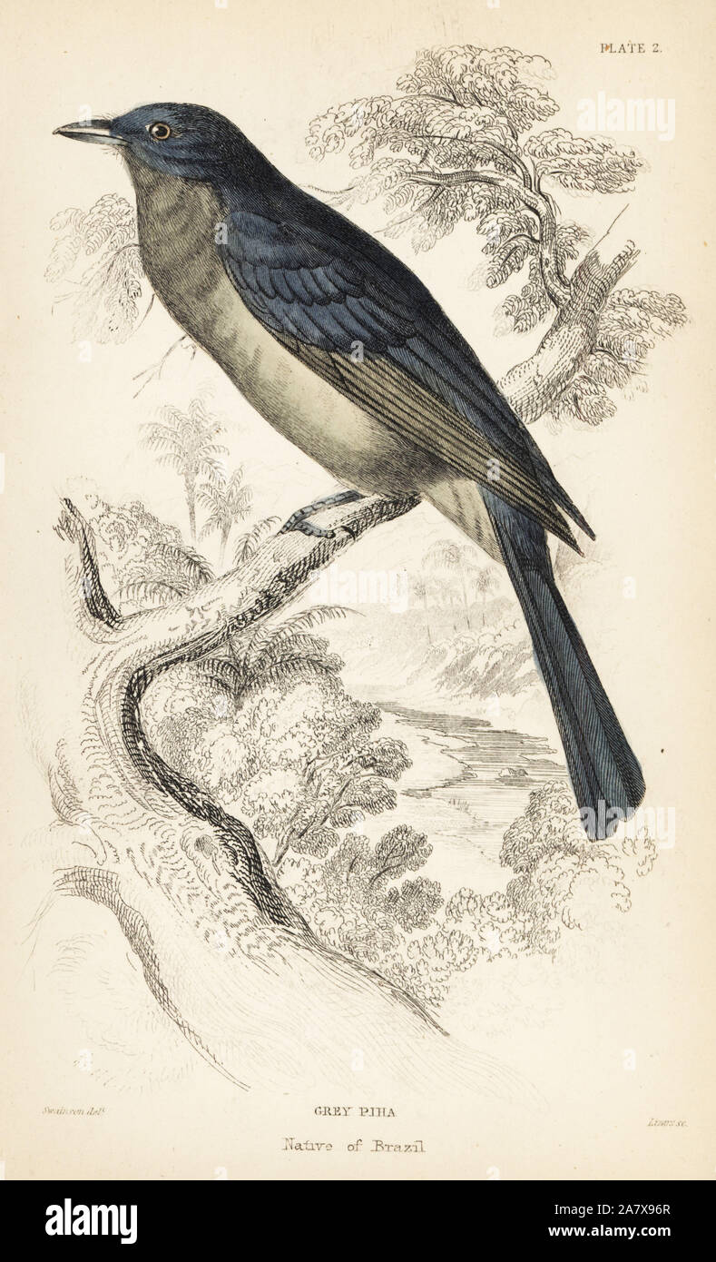 Screaming piha, Lipaugus vociferans (gris piha, Lathria cinerea). Gravure coloriée par William Lizars après une illustration par William Swainson de Sir William Jardine's Naturalist's Library : Ornithologie : moucherolles, Édimbourg, W.H. Lizars, 1836. Banque D'Images