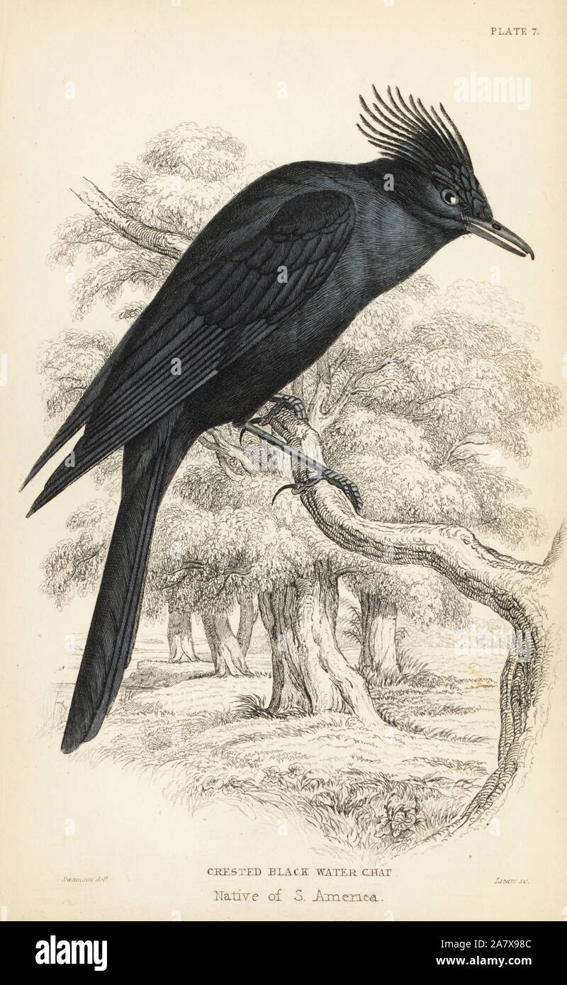 Noir à crête, tyran Knipolegus lophotes (Crested-black chat-eau, Blechropus cristatus). Gravure coloriée par William Lizars après une illustration par William Swainson de Sir William Jardine's Naturalist's Library : Ornithologie : moucherolles, Édimbourg, W.H. Lizars, 1836. Banque D'Images