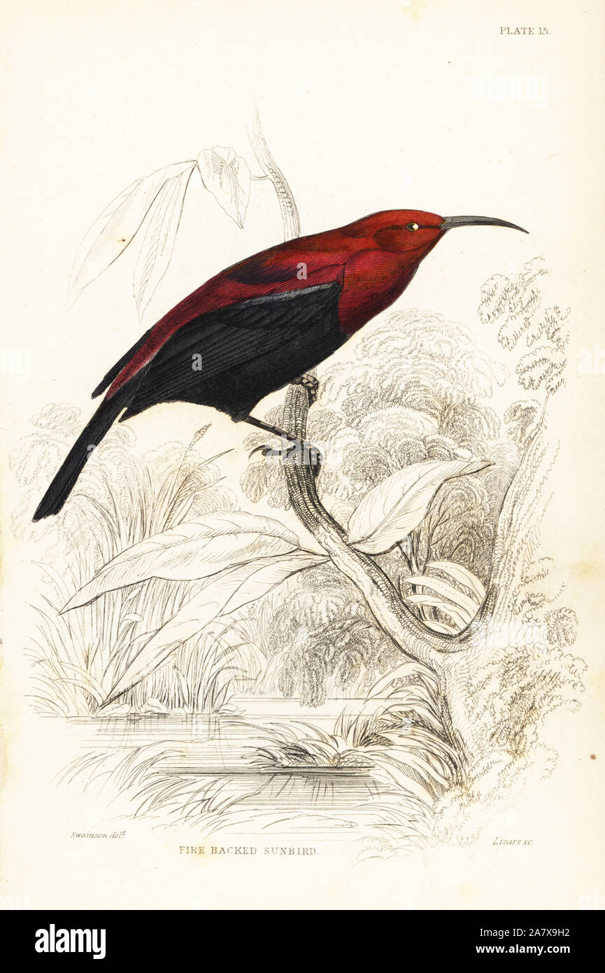 Copper sunbird, Chalcomitra cupreus (incendie de secours, sunbird Chalcomitra erythronotus). Gravure coloriée par William Lizars après William Swainson de Sir William Jardine's Naturalist's Library : Ornithologie : les oiseaux de l'Afrique de l'Ouest, Édimbourg, W.H. Lizars, 1837. Banque D'Images