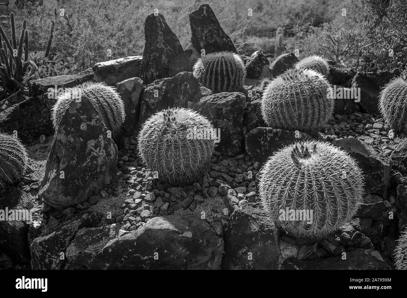 Jardin de cactus Banque D'Images