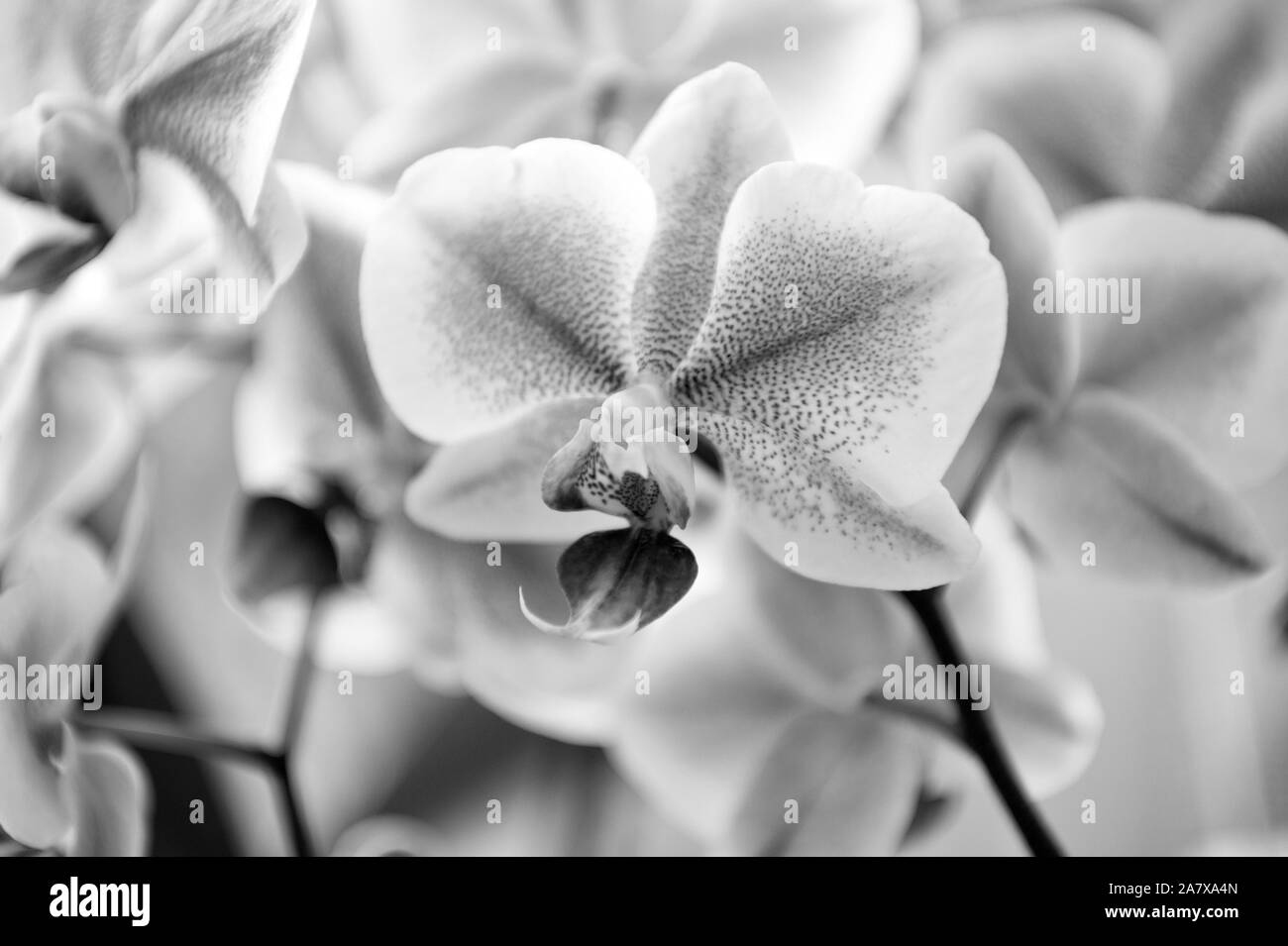 Plantes d'intérieur. Doux doux orchidées fleurs tendres close up. Orchidées fleur rose fleur violet. Orchidée Phalaenopsis. Astuces d'orchidées. Comment prendre soin des plantes tropicales à l'intérieur. Le Jardinage et la plantation. Banque D'Images