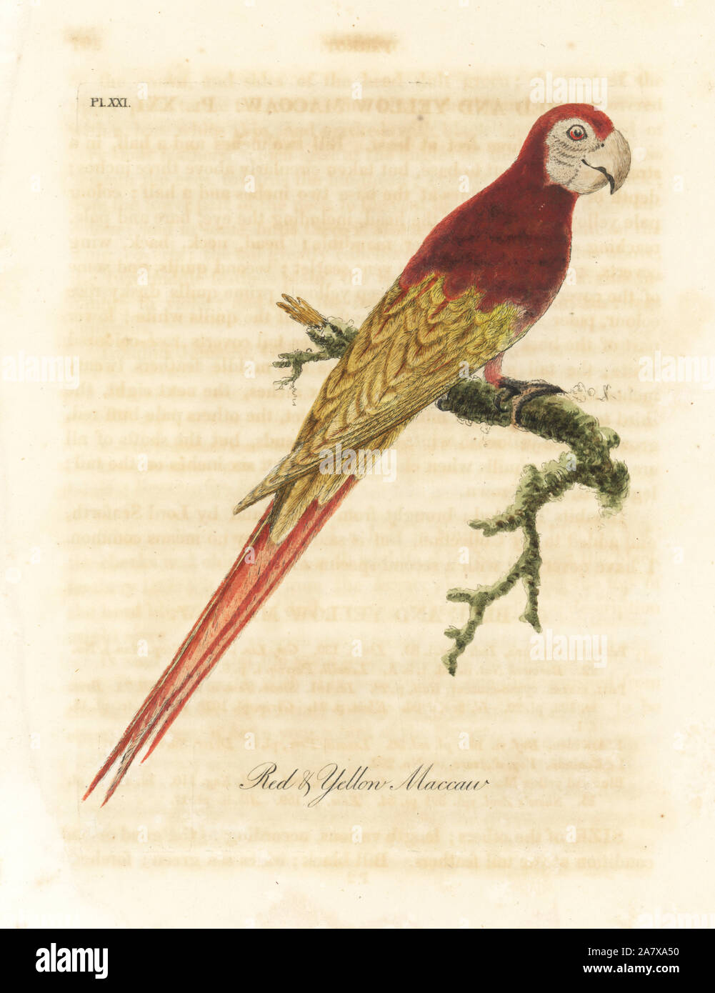 Ara, Ara macao (Ara rouge et jaune, Macrocercus aracanga). Dessiné et gravé sur cuivre coloriée par John Latham à partir de sa propre une Histoire générale des oiseaux, Winchester, en 1822. Banque D'Images