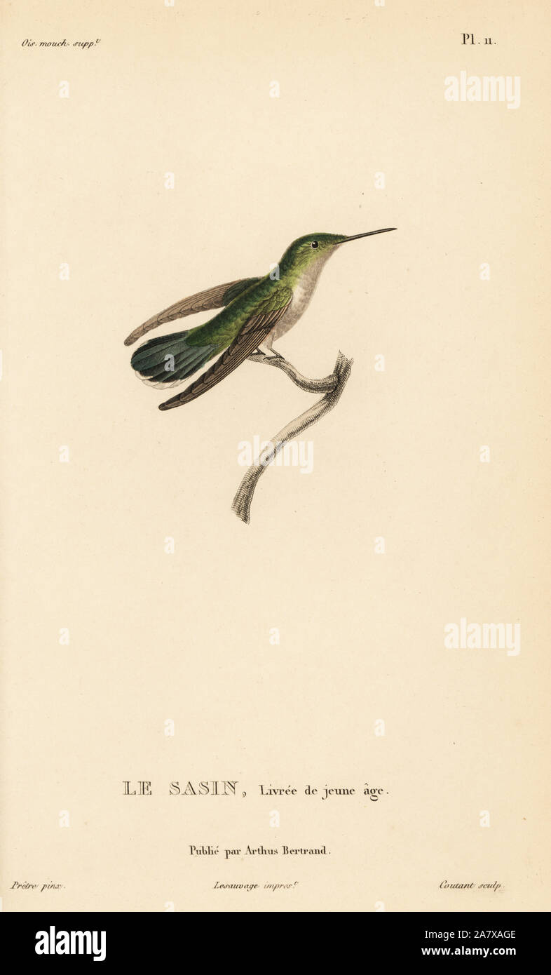 Allen, colibri Selasphorus sasin (Ornismya sasin). Femelle juvénile. Gravure coloriée par Coutant après une illustration par Jean-Gabriel pretre de René Primevère Lesson's Histoire naturelle de l'espèce de Colibri Colibris, Histoire naturelle des colibris, Arthus Bertrand, Paris, 1830. Banque D'Images