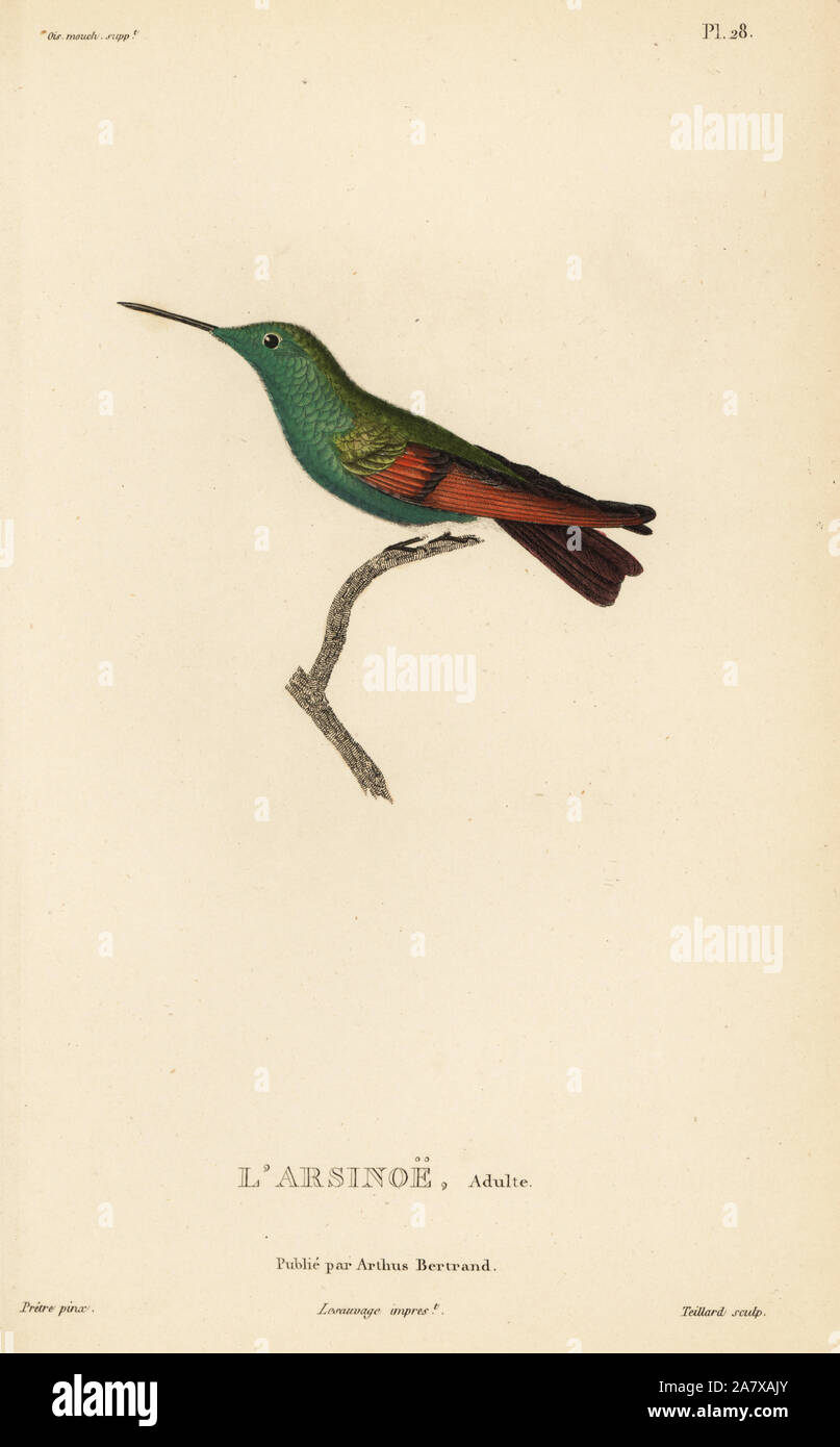 Amazilia beryllina Berylline hummingbird, (Ornismya arsinoe). Mâle adulte. Gravure coloriée par Coutant après une illustration par Jean-Gabriel pretre de René Primevère Lesson's Histoire naturelle de l'espèce de Colibri Colibris, Histoire naturelle des colibris, Arthus Bertrand, Paris, 1830. Banque D'Images