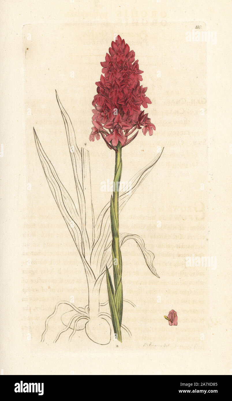 Anacamptis pyramidalis, orchidée pyramidale (orchis pyramidal, Orchis pyramidalis). La gravure sur cuivre coloriée après une illustration par James Sowerby de James Smith's English Botany, Londres, 1793. Banque D'Images