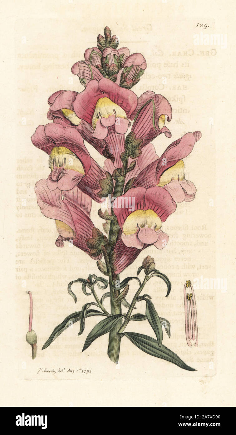 Muflier, Antirrhinum majus. La gravure sur cuivre coloriée après une illustration par James Sowerby de James Smith's English Botany, Londres, 1793. Banque D'Images