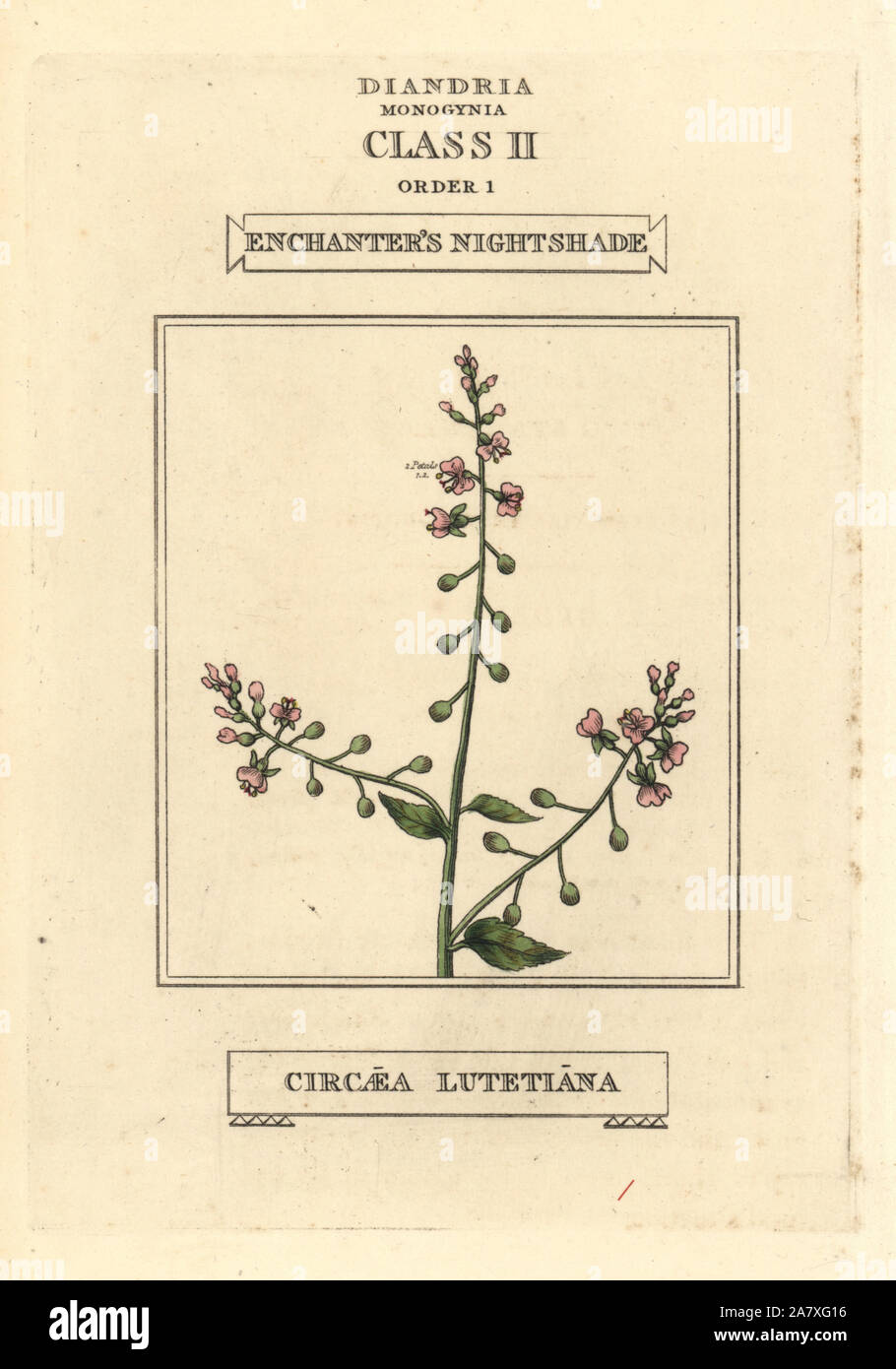 Enigme de l'Circaea lutetiana, morelle. La gravure sur cuivre coloriée après une illustration par Richard Duppa de son les classes et les ordres du système linnéen de botanique, Longman, Hurst, Londres, 1816. Banque D'Images