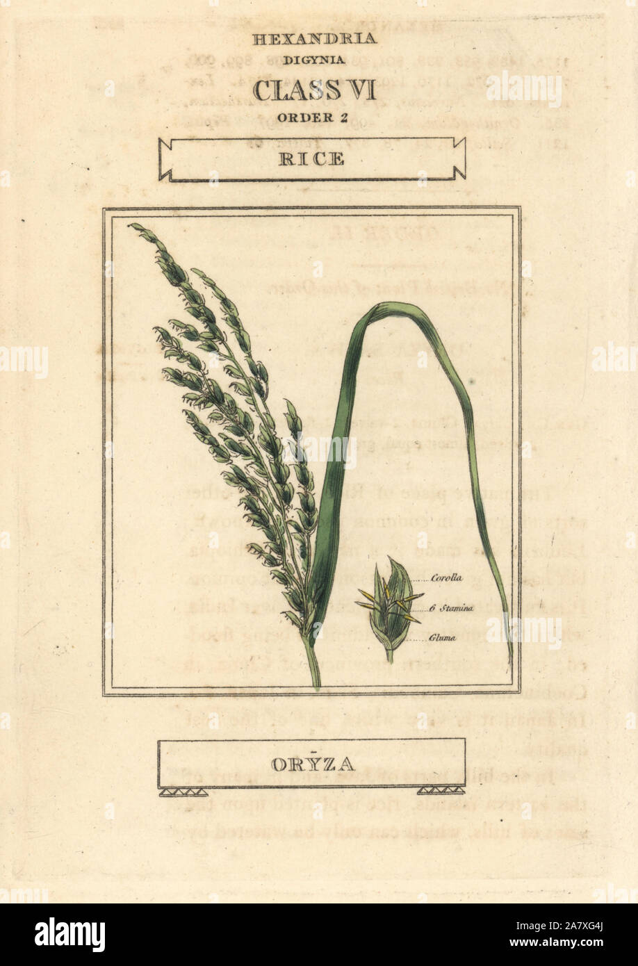 Riz, Oryza sativa. La gravure sur cuivre coloriée après une illustration par Richard Duppa de son les classes et les ordres du système linnéen de botanique, Longman, Hurst, Londres, 1816. Banque D'Images