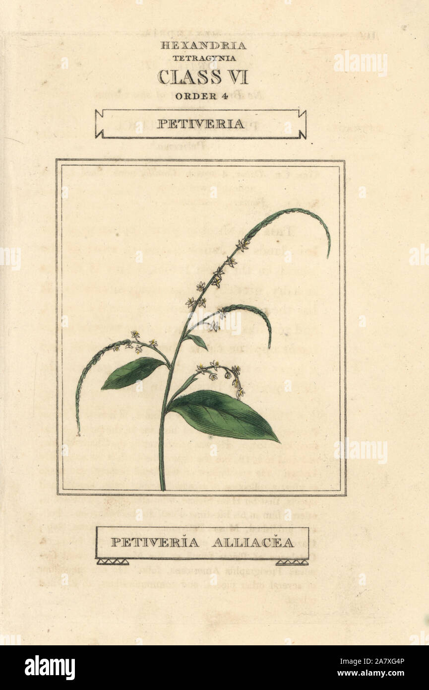 Henweed Petiveria alliacea, Guinée. La gravure sur cuivre coloriée après une illustration par Richard Duppa de son les classes et les ordres du système linnéen de botanique, Longman, Hurst, Londres, 1816. Banque D'Images