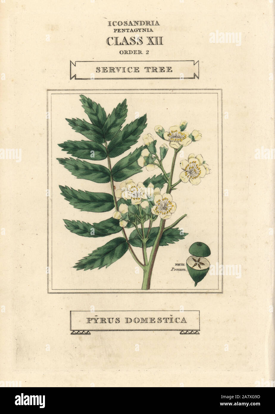 Arbre généalogique de service, Pyrus domestica. La gravure sur cuivre coloriée après une illustration par Richard Duppa de son les classes et les ordres du système linnéen de botanique, Longman, Hurst, Londres, 1816. Banque D'Images