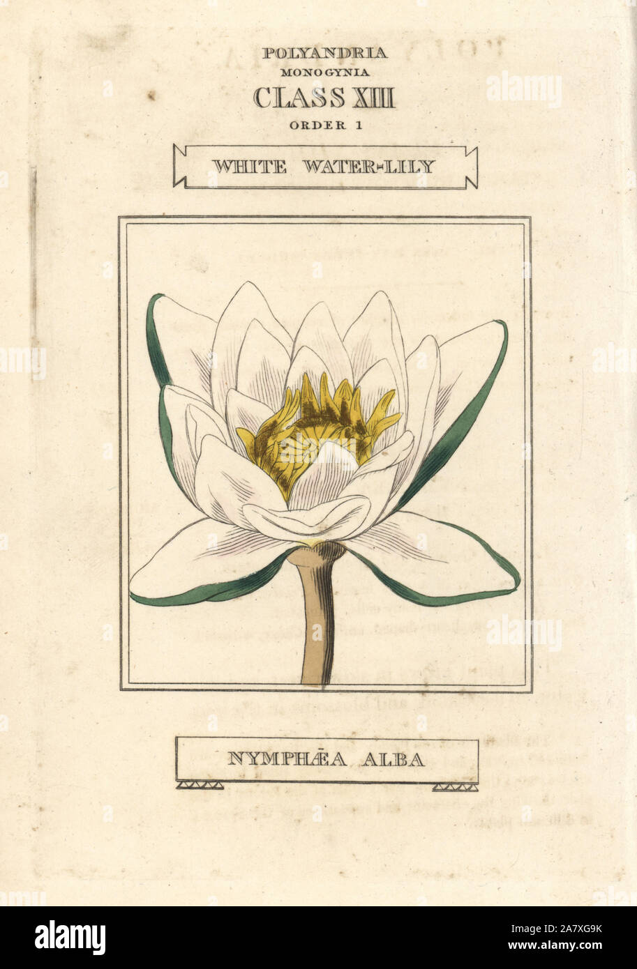 Nénuphar blanc, Nymphaea alba. La gravure sur cuivre coloriée après une illustration par Richard Duppa de son les classes et les ordres du système linnéen de botanique, Longman, Hurst, Londres, 1816. Banque D'Images