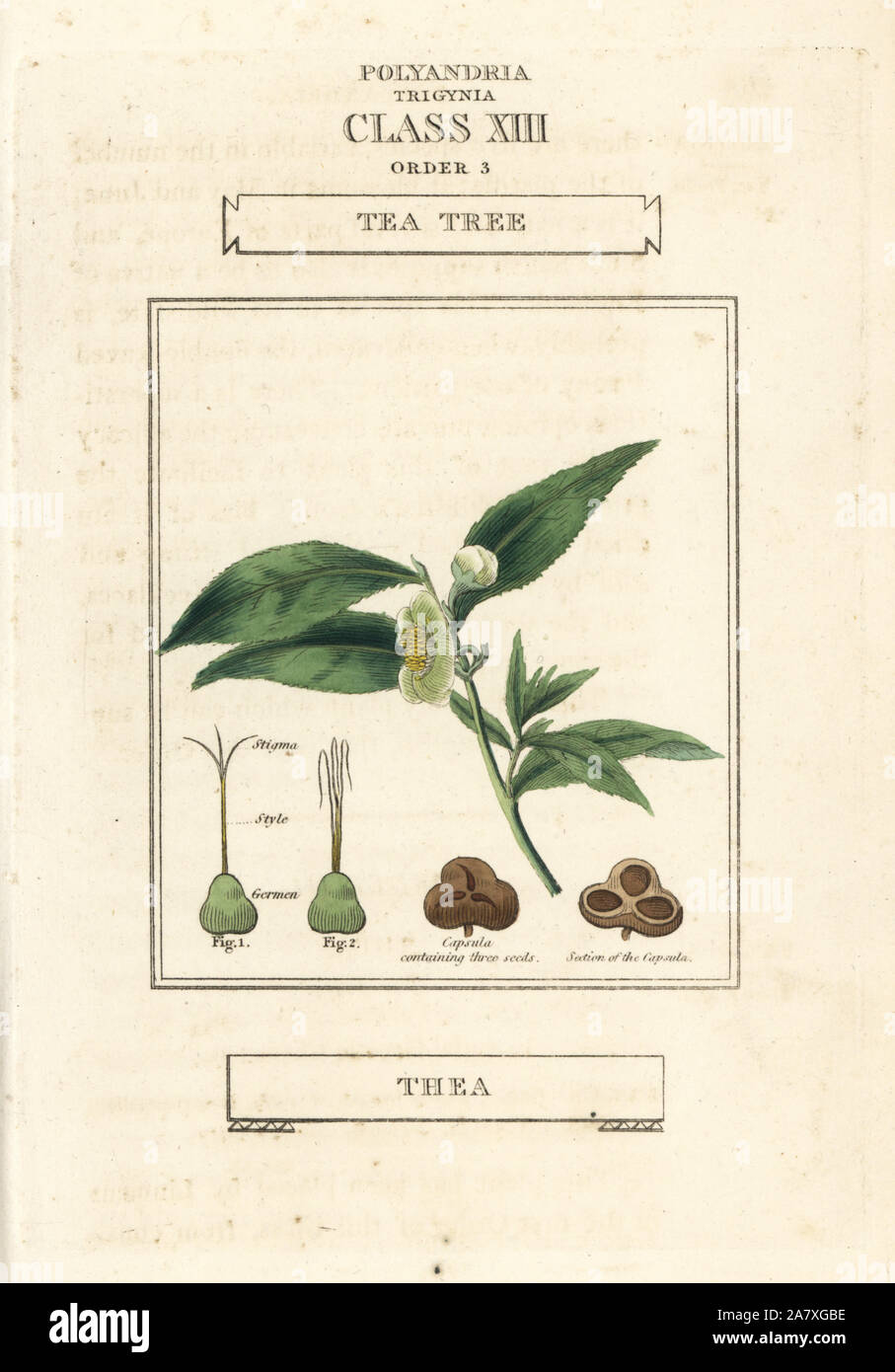 L'arbre de thé, Camellia sinensis (Thea bohea). La gravure sur cuivre coloriée après une illustration par Richard Duppa de son les classes et les ordres du système linnéen de botanique, Longman, Hurst, Londres, 1816. Banque D'Images