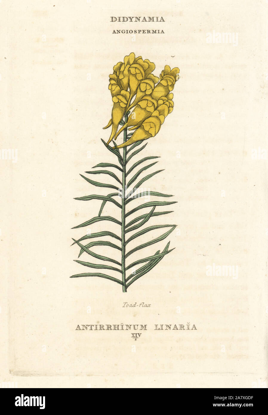 Linaire commune Linaria vulgaris (Antirrhinum, Linaria). La gravure sur cuivre coloriée après une illustration par Richard Duppa de son les classes et les ordres du système linnéen de botanique, Longman, Hurst, Londres, 1816. Banque D'Images