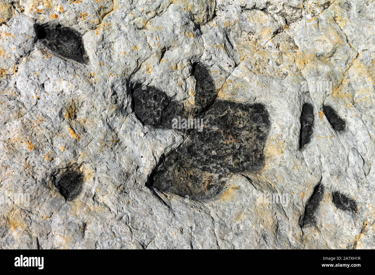Traces de dinosaures à la surface d'un rocher de roche sédimentaire dans le Colorado, United States. Banque D'Images