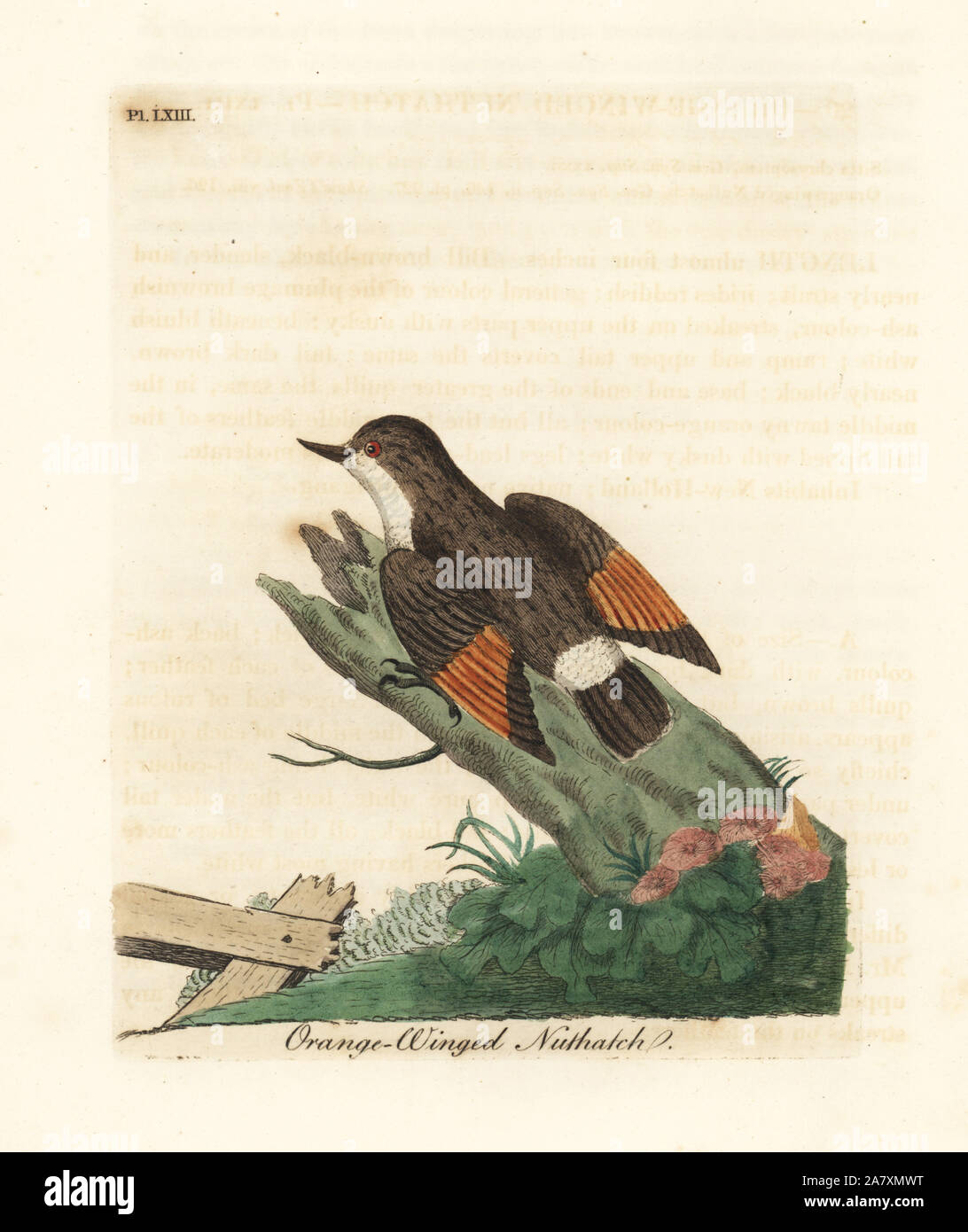 Sittella varié, Daphoenositta chrysoptera (Orange-winged sittelle, Sitta chrysoptera). Dessiné et gravé sur cuivre coloriée par John Latham à partir de sa propre une Histoire générale des oiseaux, Winchester, en 1822. Banque D'Images