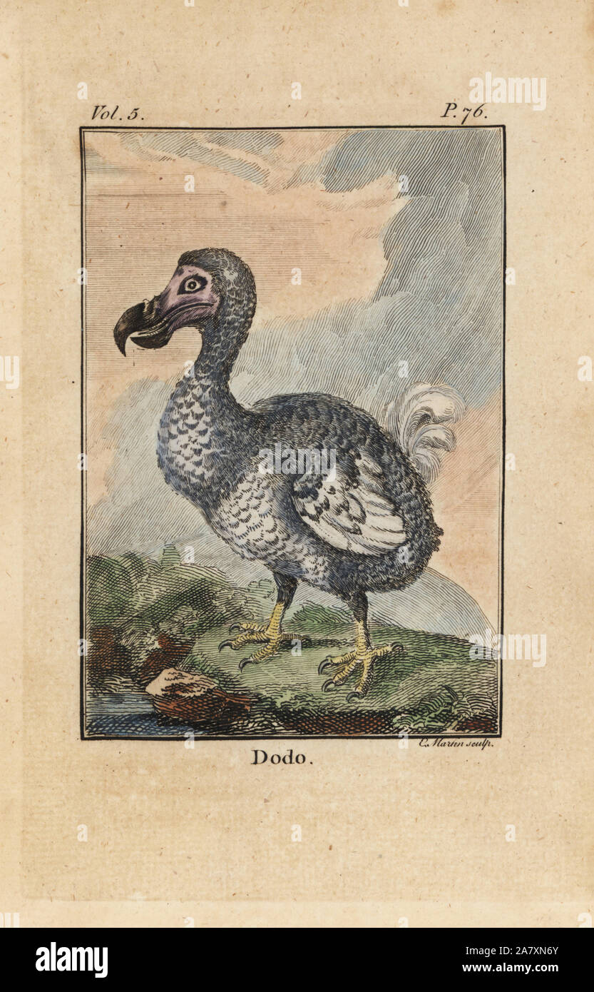 Raphus cucullatus, Dodo, oiseau disparu. La gravure sur cuivre coloriée par C. Martin, de Oliver Goldsmith's Histoire de la Terre et Nature, Nourse, Londres, 1774. Banque D'Images