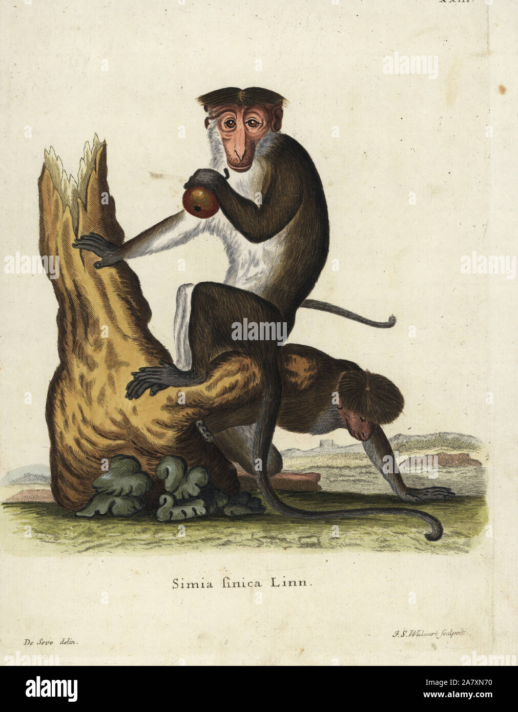 Toque macaque, Macaca sinica (Simia sinica L.). En voie de disparition. Illustration par Jacques de Seve, gravée par J.S. Walwert. Coloriée à la gravure sur cuivre de Johann Christian Daniel Schreber's Illustrations d'animaux après la Nature, ou de Schreber animaux fantastiques, Erlangen, Allemagne, 1775. Banque D'Images